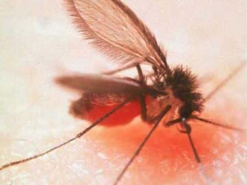 Mosquito Palha,</p>...</div>

 

 

<div class=