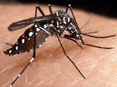 Mosquito da Dengue Mosquito da Dengue